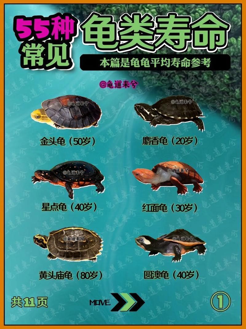 如何延長(zhǎng)烏龜?shù)膲勖ㄈ绾巫屇愕臑觚敻L(zhǎng)壽）