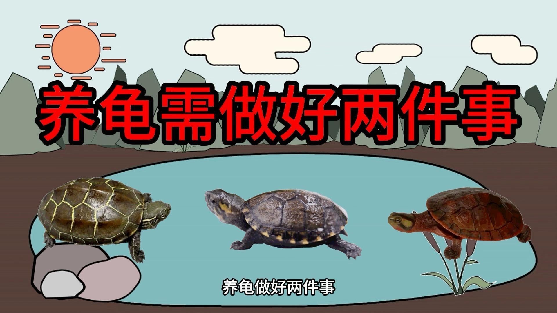 如何延長(zhǎng)烏龜?shù)膲勖ㄈ绾巫屇愕臑觚敻L(zhǎng)壽）