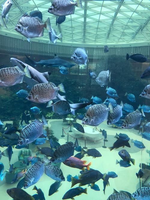 馬鞍山哪個水族館龍魚好？祥龍魚場龍魚