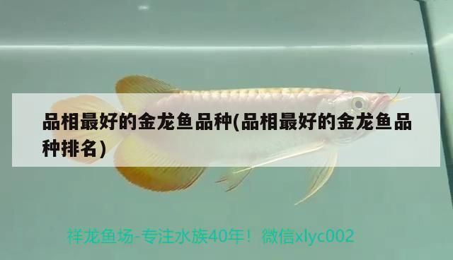 品相最好的金龍魚品種(品相最好的金龍魚品種排名)