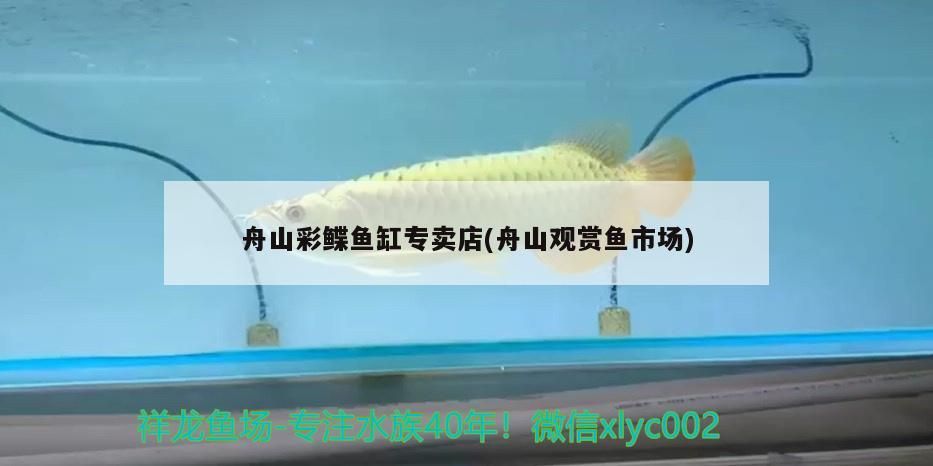 舟山彩鰈魚缸專賣店(舟山觀賞魚市場(chǎng))