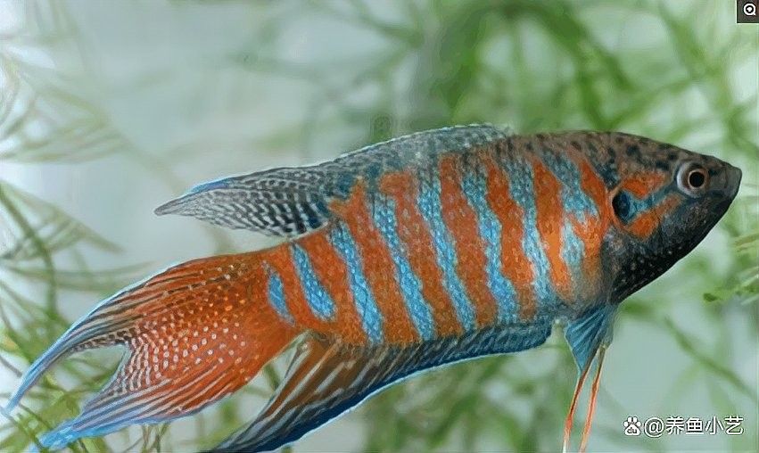 哪些觀賞魚適合土葬？