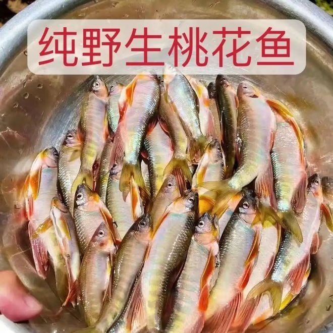 哪些觀賞魚適合土葬？