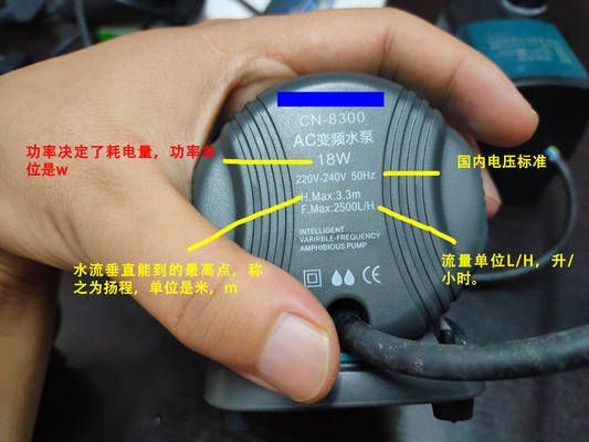 銀龍魚嘴上的須斷了還能長嗎： 銀龍魚嘴上的須斷了還能長嗎圖片