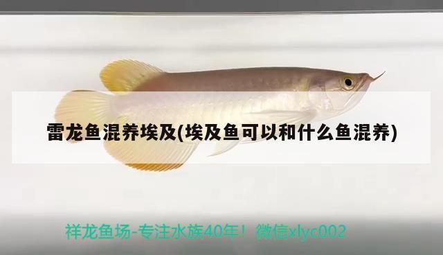 雷龍魚混養(yǎng)埃及(埃及魚可以和什么魚混養(yǎng))