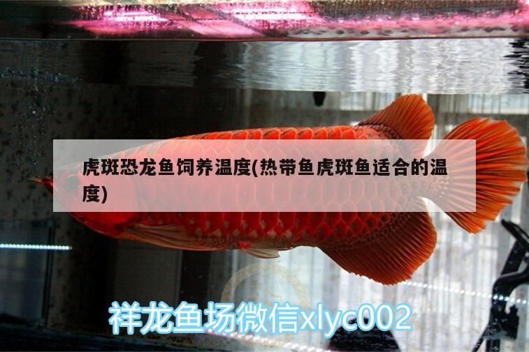 虎斑恐龍魚飼養(yǎng)溫度(熱帶魚虎斑魚適合的溫度)
