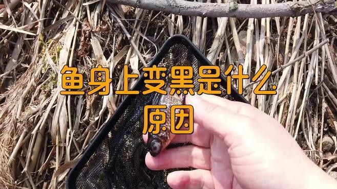 紅龍魚背部鱗片發(fā)黑會自愈嗎？