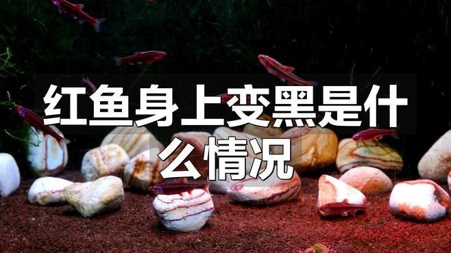 紅龍魚背部鱗片發(fā)黑會自愈嗎？