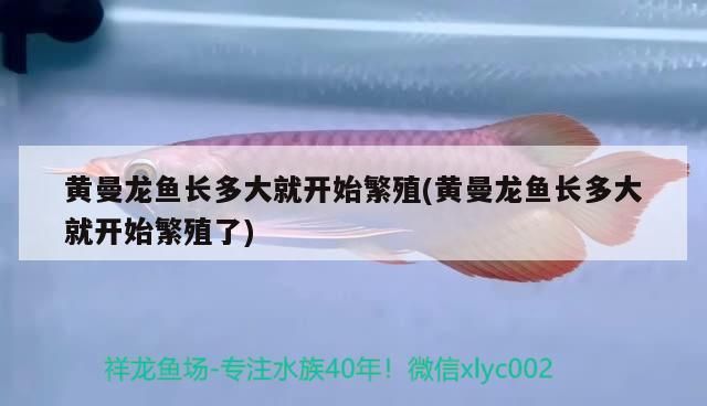 金龍魚溫度控制在多少，養金龍魚適合的溫度