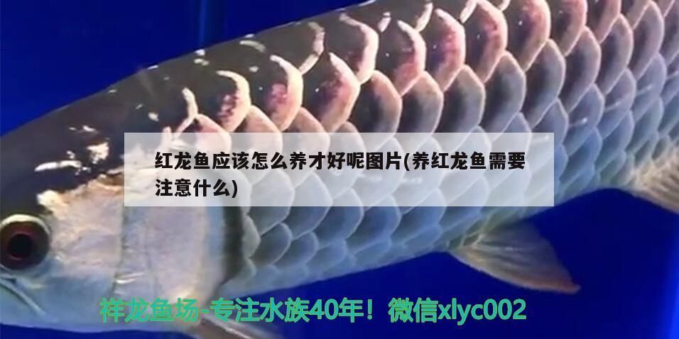 金龍魚溫度控制在多少，養金龍魚適合的溫度