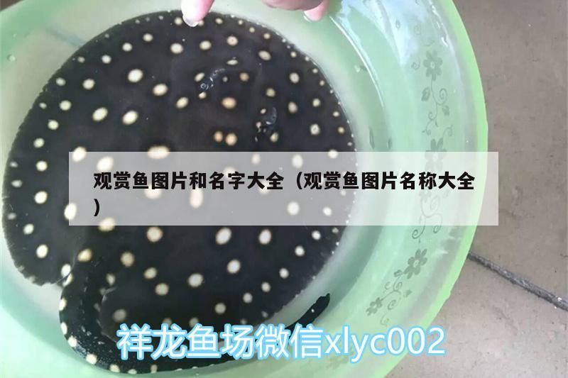 觀賞魚圖片和名字大全（觀賞魚圖片名稱大全） 觀賞魚圖片和名字大全（觀賞魚圖片名稱大全） 觀賞魚百科