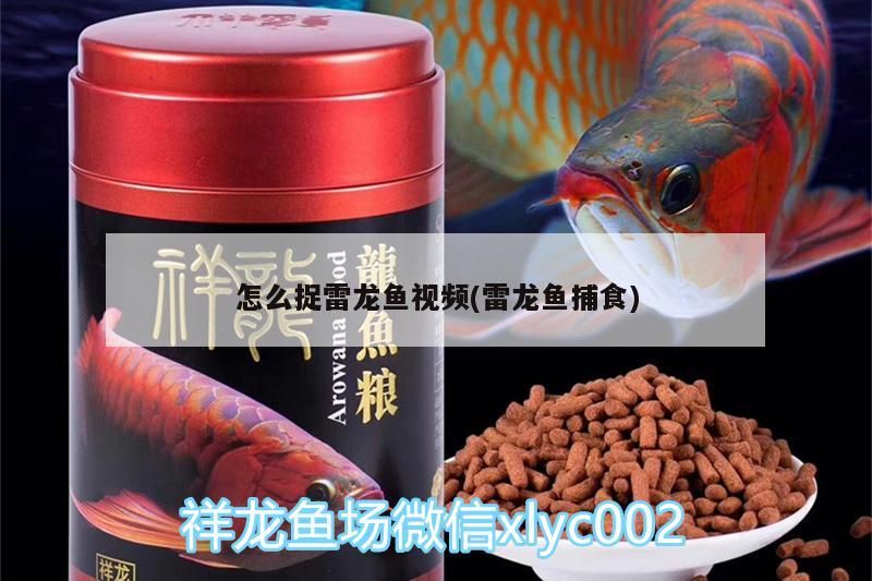 怎么捉雷龍魚視頻(雷龍魚捕食)