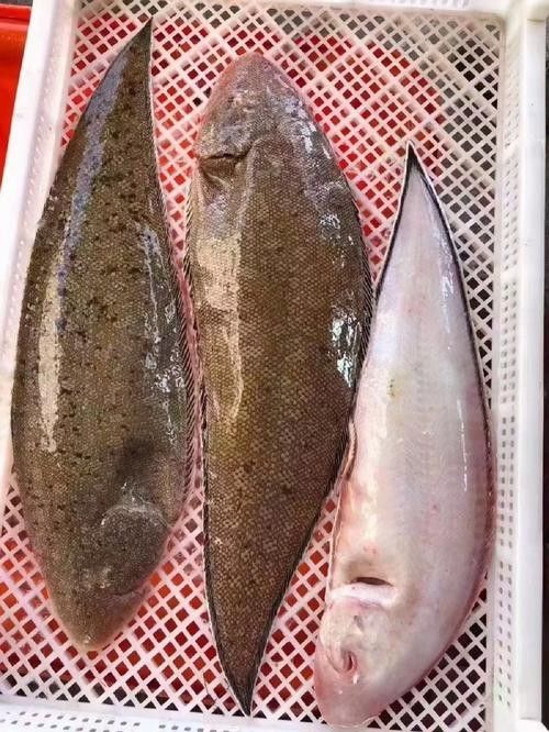 利川哪個水族館龍魚好？祥龍魚場龍魚 利川哪個水族館龍魚好？祥龍魚場龍魚 龍魚百科 第4張