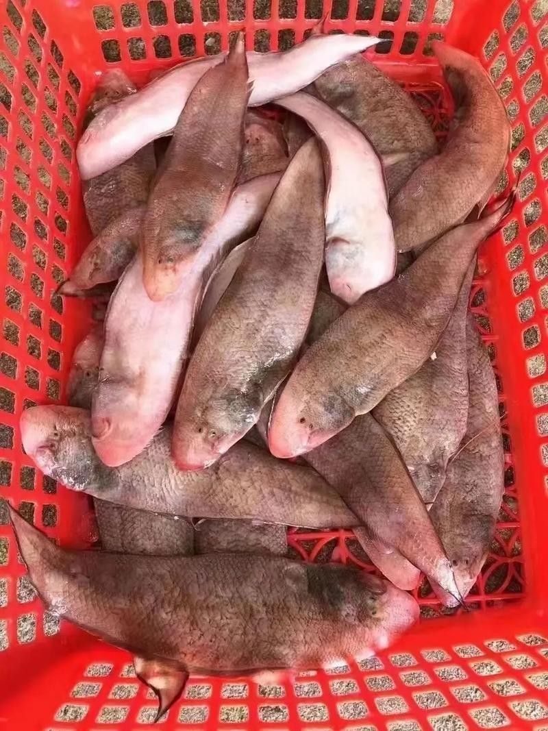 利川哪個水族館龍魚好？祥龍魚場龍魚 利川哪個水族館龍魚好？祥龍魚場龍魚 龍魚百科 第3張