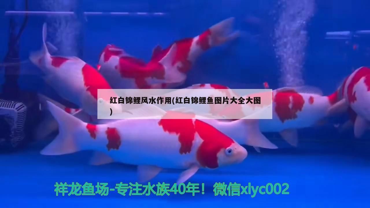 紅白錦鯉風水作用(紅白錦鯉魚圖片大全大圖)