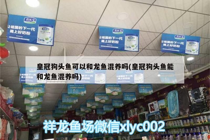 皇冠狗頭魚可以和龍魚混養(yǎng)嗎(皇冠狗頭魚能和龍魚混養(yǎng)嗎)
