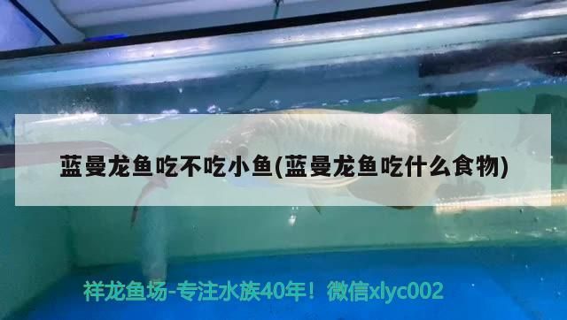 藍曼龍魚吃不吃小魚(藍曼龍魚吃什么食物)