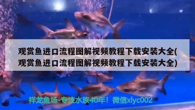 觀賞魚進口流程圖解視頻教程下載安裝大全(觀賞魚進口流程圖解視頻教程下載安裝大全)