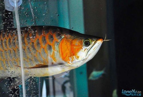 給我一些龍魚高清壁紙（精選的龍魚高清壁紙）