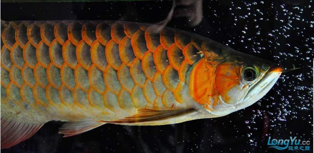 給我一些龍魚高清壁紙（精選的龍魚高清壁紙）
