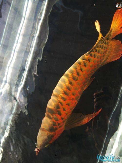 給我一些龍魚高清壁紙（精選的龍魚高清壁紙）
