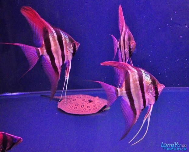 給我一些龍魚高清壁紙（精選的龍魚高清壁紙）