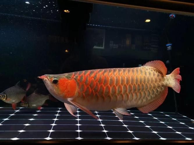 給我一些龍魚高清壁紙（精選的龍魚高清壁紙）