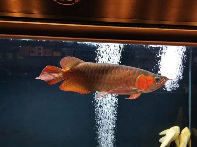 給我一些龍魚高清壁紙（精選的龍魚高清壁紙）