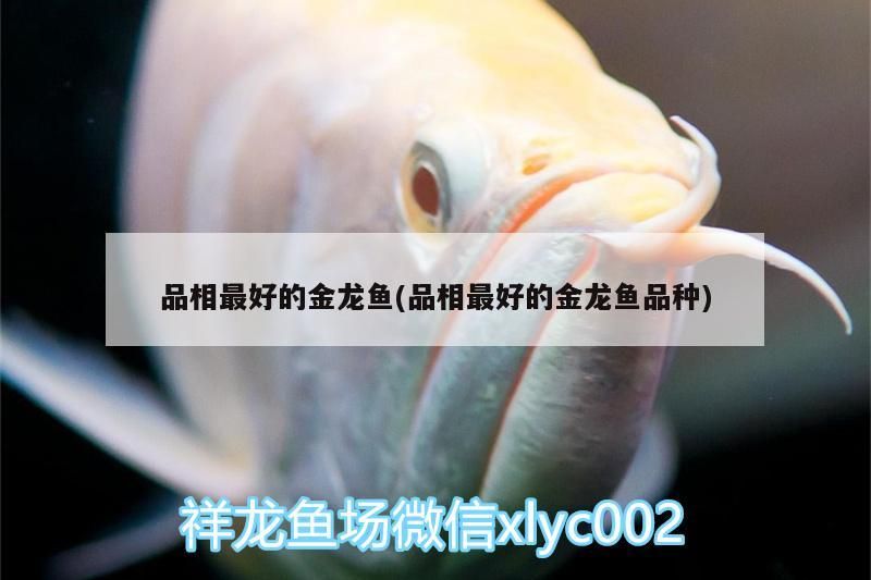 品相最好的金龍魚(品相最好的金龍魚品種)