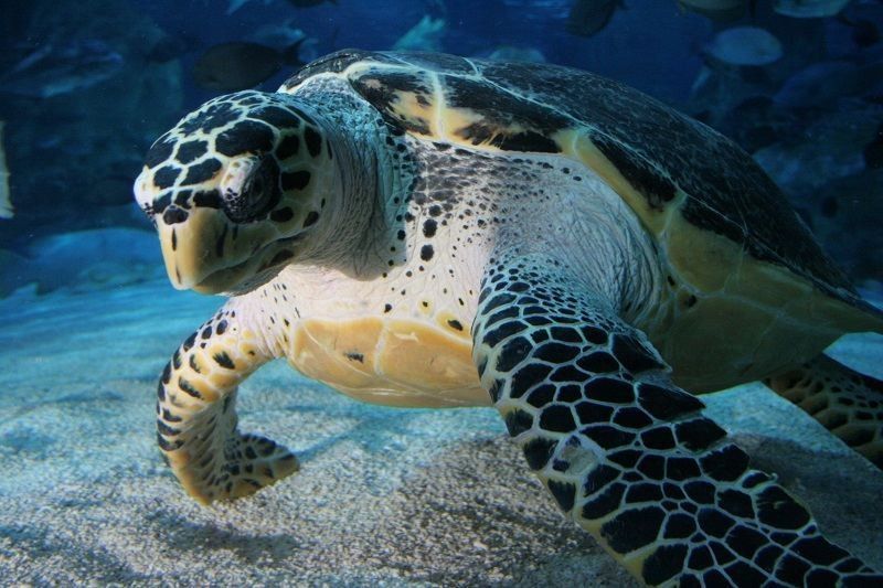 該水族館的營業時間是？（國內主要水族館的營業時間信息） 該水族館的營業時間是？（國內主要水族館的營業時間信息） 龍魚百科 第5張