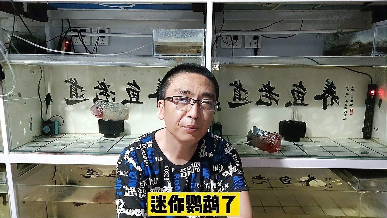 如何逐步調整混養水溫（養魚大神必修課:冷水魚+熱帶魚混養的禁忌與神操作）
