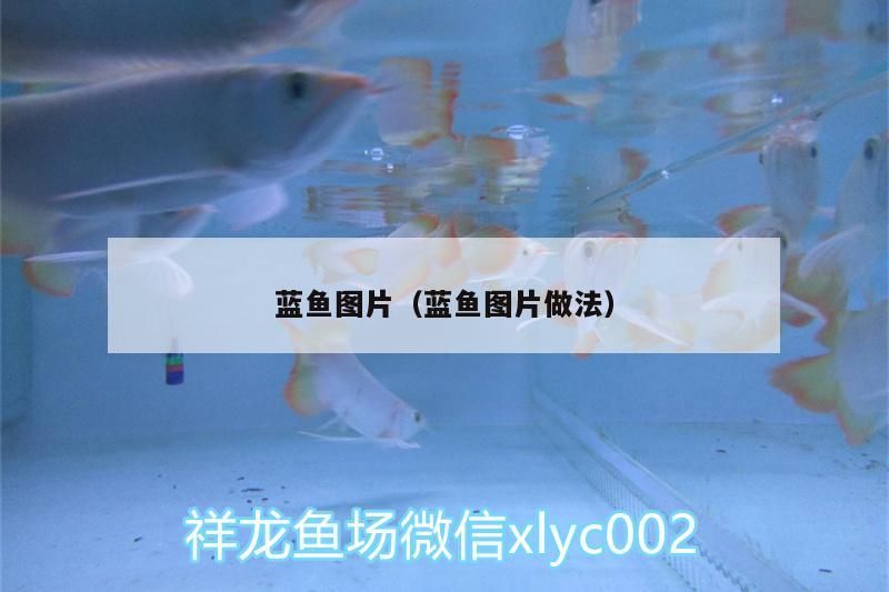 藍魚圖片（藍魚圖片做法）（百度百科-紫藍金剛鸚鵡參考資料來源：百度百科-藍蜻蛉）