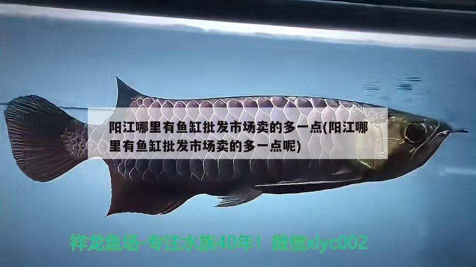 陽江哪里有魚缸批發市場賣的多一點(陽江哪里有魚缸批發市場賣的多一點呢)