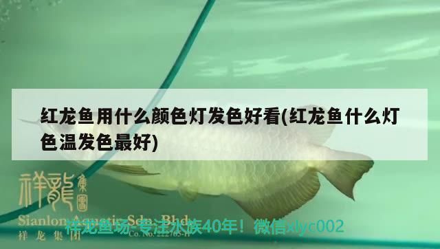 紅龍魚用什么顏色燈發色好看(紅龍魚什么燈色溫發色最好)（紅龍魚用什么顏色燈發色好看）