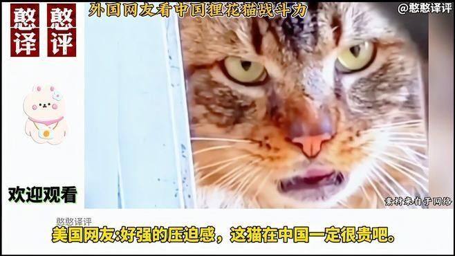 龍貓和貓打架時，誰更容易受傷（龍貓和貓打架時，誰更容易受傷，外國網友看中國貍花貓戰斗機有多強）