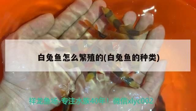 白兔魚怎么繁殖的(白兔魚的種類)（白兔魚怎么繁殖）