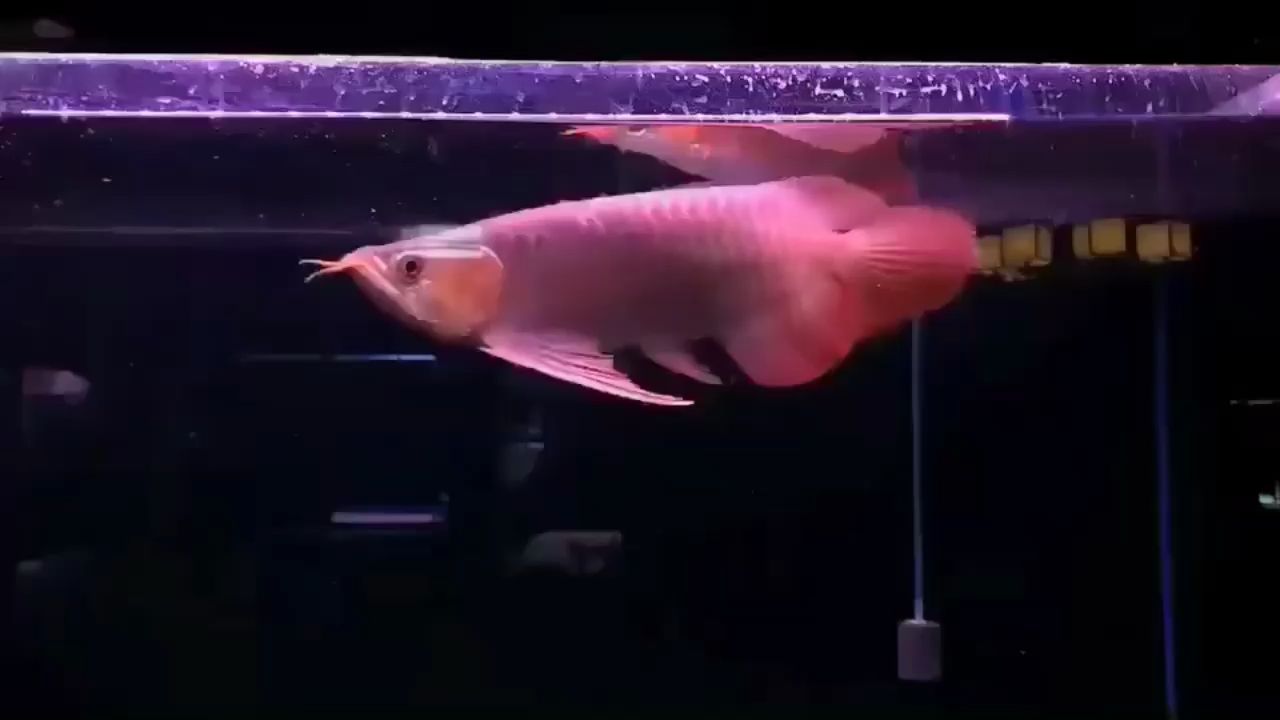 南陽觀賞魚市場如果龍魚沒有了尾巴你們還喜歡它嗎？（南陽觀賞魚市場如果沒有了尾巴你們還喜歡它嗎）