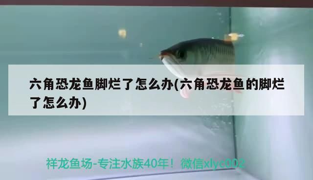 六角恐龍魚腳爛了怎么辦(六角恐龍魚的腳爛了怎么辦)（六角恐龍魚的腳爛了怎么辦）
