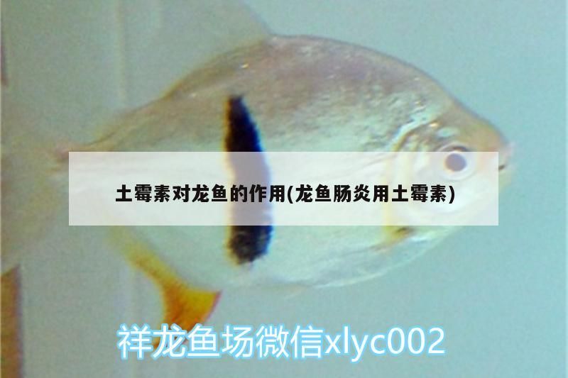 土霉素對龍魚的作用(龍魚腸炎用土霉素)（土霉素對龍魚的作用） 土霉素對龍魚的作用(龍魚腸炎用土霉素)（土霉素對龍魚的作用） 觀賞魚百科