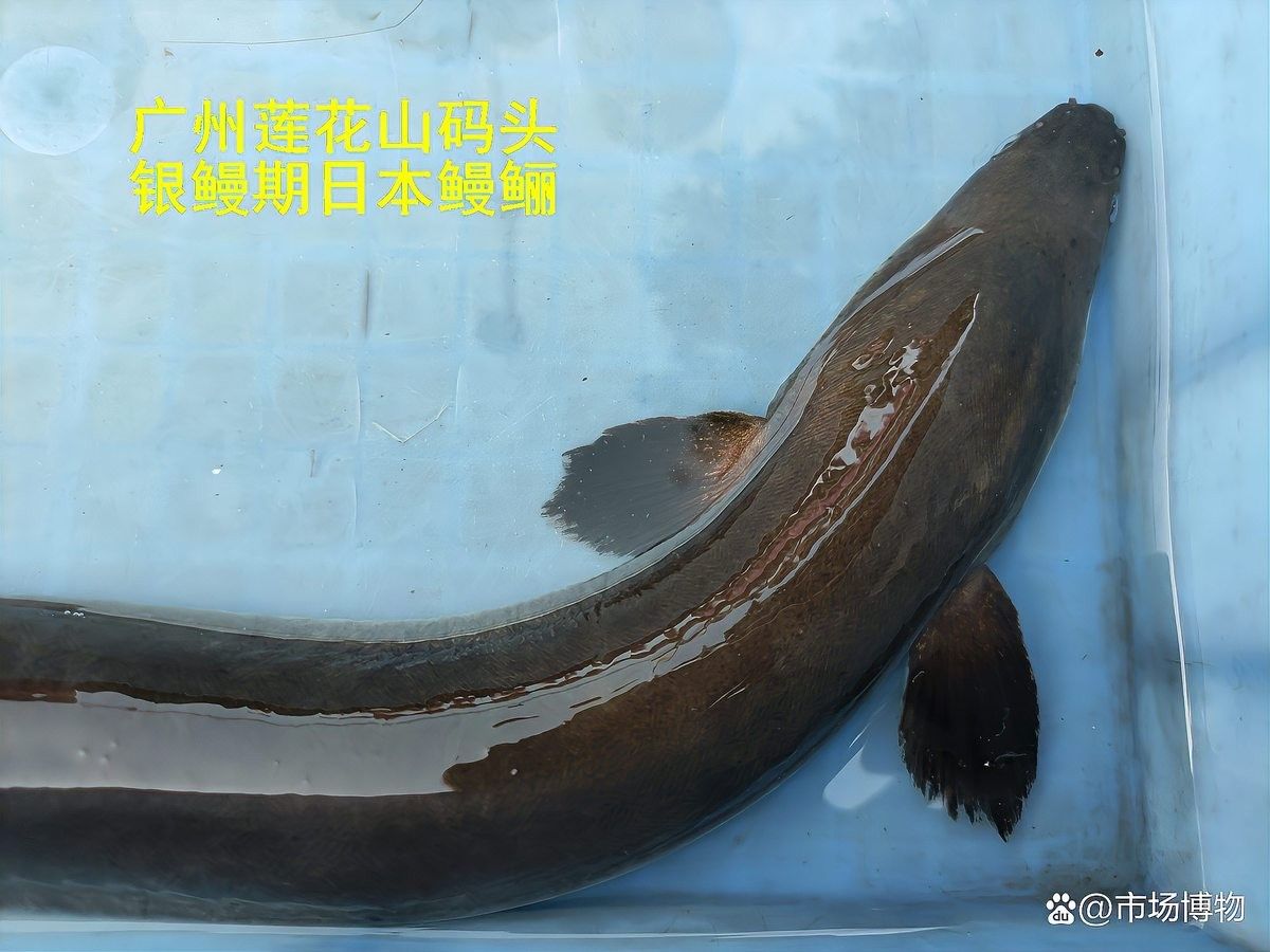 如何區分過山龍魚和其他鰻鱺（如何區分過山龍魚和寶迦海龍？） 如何區分過山龍魚和其他鰻鱺（如何區分過山龍魚和寶迦海龍？） 龍魚百科 第4張