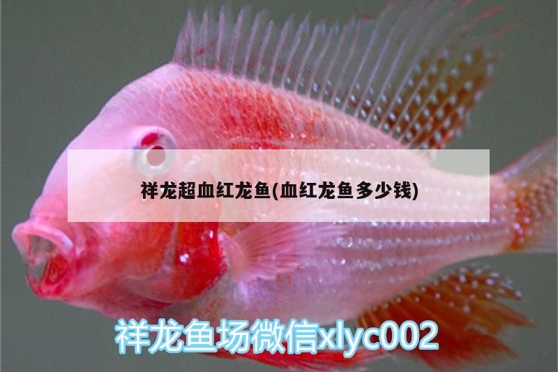 祥龍超血紅龍魚(血紅龍魚多少錢)（關于祥龍超血紅龍魚的一些分析）