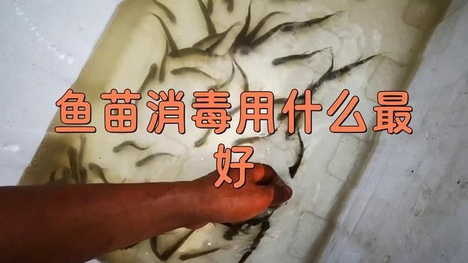 金龍魚苗如何消毒（新魚入缸前如何消毒金魚長壽秘訣全攻略大揭秘）
