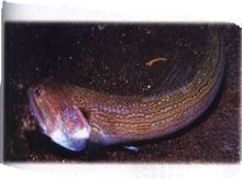 龍頭魚還有哪些別名（龍頭魚是什么魚？）