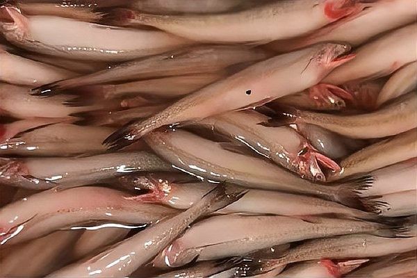 龍頭魚還有哪些別名（龍頭魚是什么魚？）