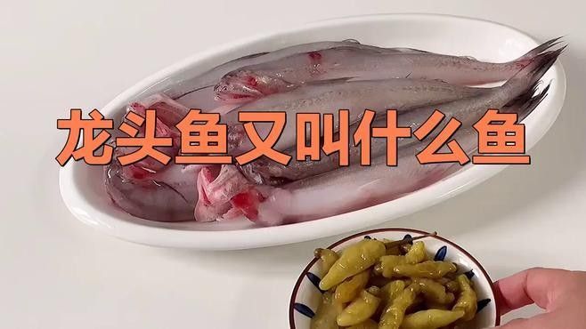 龍頭魚還有哪些別名（龍頭魚是什么魚？）