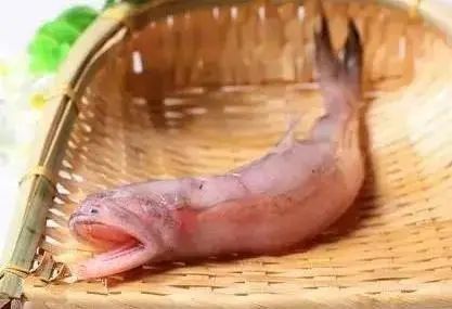 龍頭魚還有哪些別名（龍頭魚是什么魚？）
