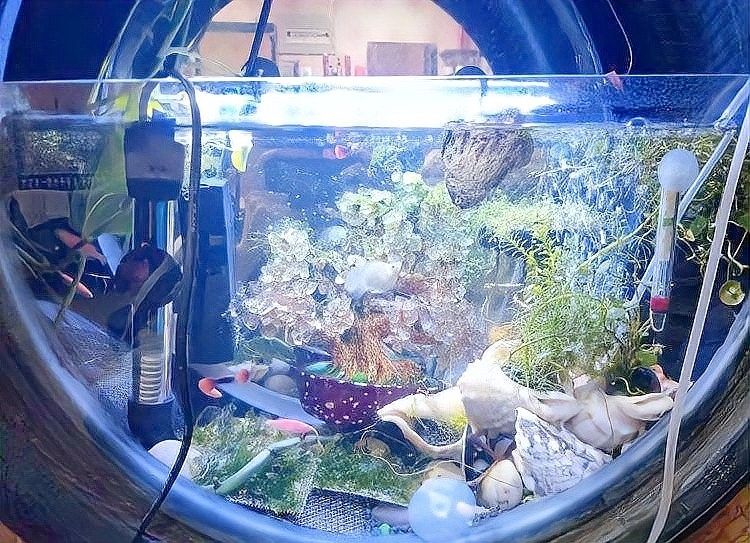 龍魚加熱棒應該放在什么位置（魚缸加熱棒的放置位置） 龍魚加熱棒應該放在什么位置（魚缸加熱棒的放置位置） 龍魚百科 第11張