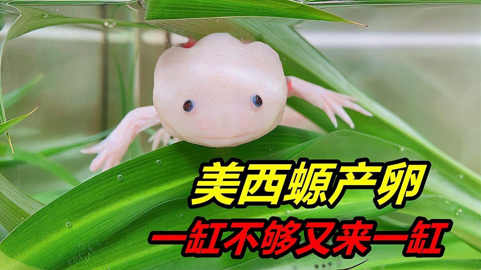 恐龍魚繁殖后如何護理親魚？（w謝第夫資訊魚產卵后怎么處理小林子的寵物莊園聽）