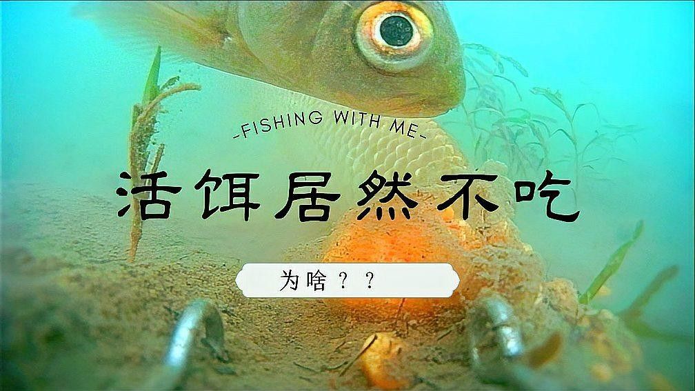 如何判斷活餌是否徹底消毒（怎樣判斷活餌是否徹底消毒？）