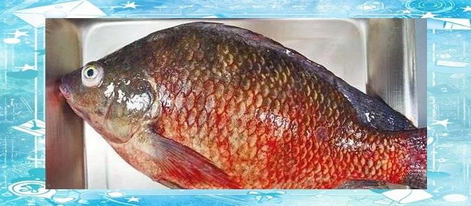有哪些植物提取物可以預防龍魚疾病？（植物提取物對龍魚疾病的作用）